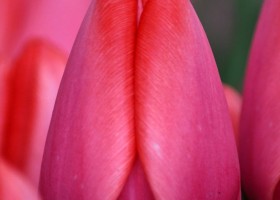 Tulipa Barre Alta ® (4)